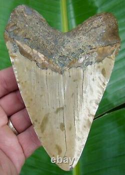 MEGALODON SHARK TOOTH OVER 5 & 1/2 in. DEEP ORANGE COLORED REAL FOSSIL