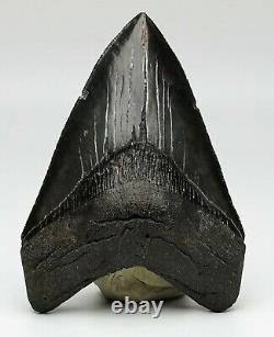 MEGALODON SHARK TOOTH OVER 5 & 1/4 in. SERRATED REAL FOSSIL JET BLACK