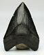 Megalodon Shark Tooth Over 5 & 1/4 In. Serrated Real Fossil Jet Black
