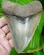 Megalodon Shark Tooth Over 5 & 1/4 In. Super Serrated Real Fossil