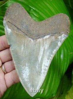 MEGALODON SHARK TOOTH OVER 5 & 1/4 in. SUPER SERRATED REAL FOSSIL