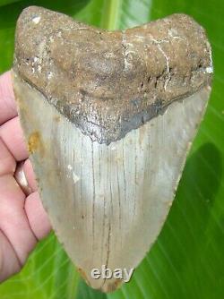 MEGALODON SHARK TOOTH OVER 5 & 1/8 in. REAL FOSSIL NO RESTORATIONS