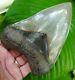 Megalodon Shark Tooth Over 5 & 3/4 In. Exceptional Big Meg Real Fossil