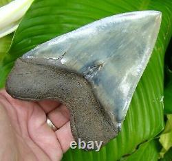 MEGALODON SHARK TOOTH OVER 5 & 3/4 in. EXCEPTIONAL BIG MEG REAL FOSSIL