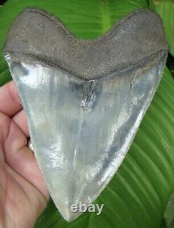 MEGALODON SHARK TOOTH OVER 5 & 3/4 in. EXCEPTIONAL BIG MEG REAL FOSSIL