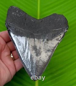 MEGALODON SHARK TOOTH OVER 5 & 3/4 in. With DISPLAY STAND MEGLADONE SHARKS