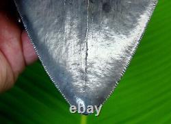 MEGALODON SHARK TOOTH OVER 5 & 3/4 in. With DISPLAY STAND MEGLADONE SHARKS