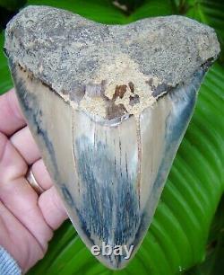 MEGALODON SHARK TOOTH OVER 5 & 5/8 in. BLUE HIGHLIGHTS INDONESIAN