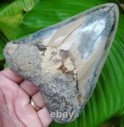 MEGALODON SHARK TOOTH OVER 5 & 5/8 in. BLUE HIGHLIGHTS INDONESIAN
