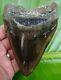 Megalodon Shark Tooth Over 5 In. Real Fossil No Restorations
