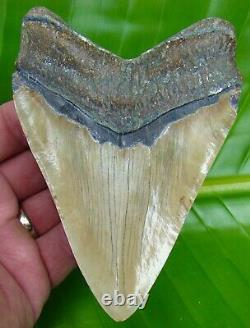 MEGALODON SHARK TOOTH OVER 5 in. REAL FOSSIL NO RESTORATIONS