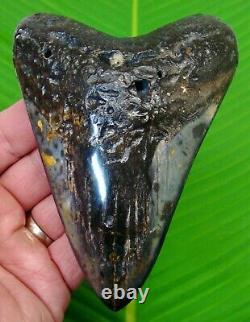 MEGALODON SHARK TOOTH OVER 5 in. SHARKS TEETH REAL FOSSIL MEGLADONE JAW
