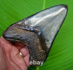MEGALODON SHARK TOOTH OVER 5 in. SHARKS TEETH REAL FOSSIL MEGLADONE JAW