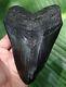 Megalodon Shark Tooth Over 6 & 7/16 In. Monster Real Fossil Natural