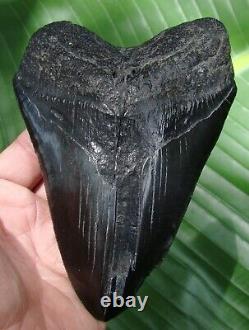 MEGALODON SHARK TOOTH OVER 6 & 7/16 in. MONSTER REAL FOSSIL NATURAL