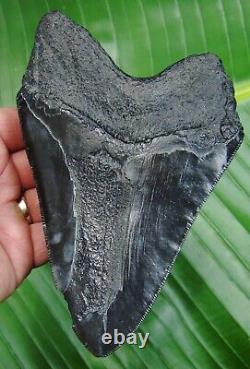 MEGALODON SHARK TOOTH OVER 6 & 7/16 in. MONSTER REAL FOSSIL NATURAL