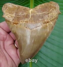 MEGALODON SHARK TOOTH PERU 4 & 1/2 in. REAL FOSSIL PERUVIAN