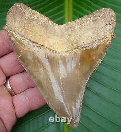 MEGALODON SHARK TOOTH PERU 4 & 1/2 in. REAL FOSSIL PERUVIAN