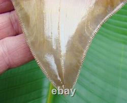 MEGALODON SHARK TOOTH PERU 4 & 1/2 in. REAL FOSSIL PERUVIAN