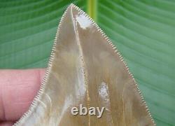 MEGALODON SHARK TOOTH PERU 4 & 1/2 in. REAL FOSSIL PERUVIAN