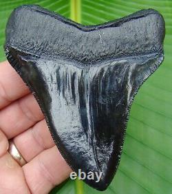 MEGALODON SHARK TOOTH REAL FOSSIL 3 & 7/8 in. SERRATED NO RESTO