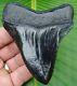 Megalodon Shark Tooth Real Fossil 3 & 7/8 In. Serrated No Resto