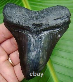 MEGALODON SHARK TOOTH REAL FOSSIL 3 & 7/8 in. SERRATED NO RESTO