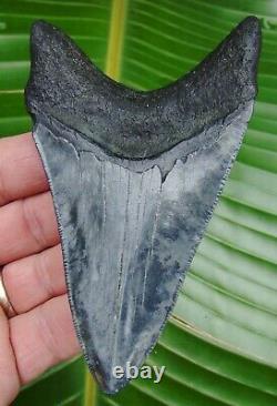 MEGALODON SHARK TOOTH REAL FOSSIL 4 & 1/2 in. LOWER JAW NO RESTORATION