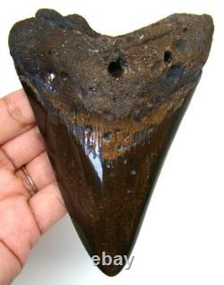 MEGALODON SHARK TOOTH REAL FOSSIL 4.85 inches SHARK TEETH NO RESTORATIONS