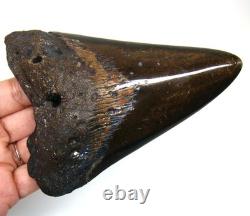 MEGALODON SHARK TOOTH REAL FOSSIL 4.85 inches SHARK TEETH NO RESTORATIONS