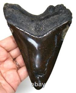 MEGALODON SHARK TOOTH REAL FOSSIL 4.85 inches SHARK TEETH NO RESTORATIONS