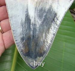 MEGALODON SHARK TOOTH REAL FOSSIL 5 & 1/2 in. NO RESTORATION INDONESIAN