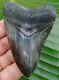 Megalodon Shark Tooth Real Fossil Almost 4 In. No Restorations