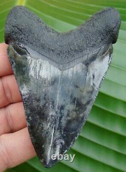 MEGALODON SHARK TOOTH REAL FOSSIL ALMOST 4 in. NO RESTORATIONS