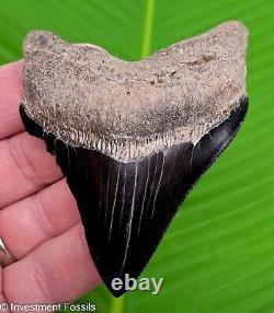 MEGALODON SHARK TOOTH Real Fossil 3.53 JET BLACK NATURAL Georgia, USA