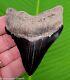 Megalodon Shark Tooth Real Fossil 3.53 Jet Black Natural Georgia, Usa