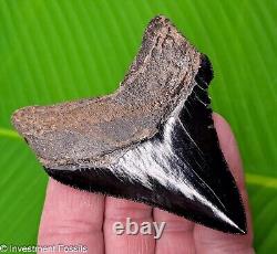 MEGALODON SHARK TOOTH Real Fossil 3.53 JET BLACK NATURAL Georgia, USA
