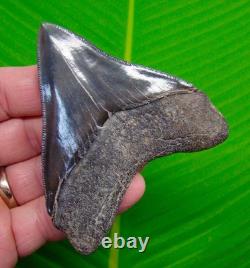 MEGALODON SHARK TOOTH Real Fossil 3.64 Georgia, USA Sharks Teeth Jaw