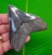 Megalodon Shark Tooth Real Fossil 3.64 Georgia, Usa Sharks Teeth Jaw