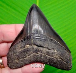 MEGALODON SHARK TOOTH Real Fossil 3.64 Georgia, USA Sharks Teeth Jaw
