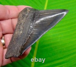 MEGALODON SHARK TOOTH Real Fossil 3.64 Georgia, USA Sharks Teeth Jaw
