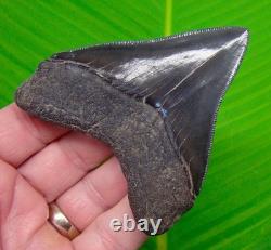 MEGALODON SHARK TOOTH Real Fossil 3.64 Georgia, USA Sharks Teeth Jaw
