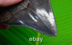 MEGALODON SHARK TOOTH Real Fossil 3.64 Georgia, USA Sharks Teeth Jaw
