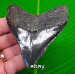 MEGALODON SHARK TOOTH Real Fossil 3.64 Georgia, USA Sharks Teeth Jaw