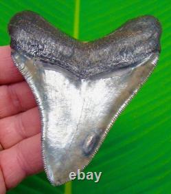 MEGALODON SHARK TOOTH Real Fossil 3.95 XL Super Serrated BIG MEG
