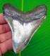 Megalodon Shark Tooth Real Fossil 3.95 Xl Super Serrated Big Meg