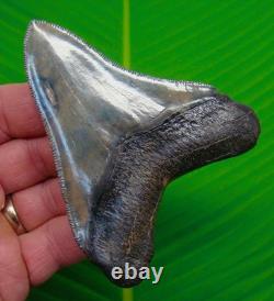 MEGALODON SHARK TOOTH Real Fossil 3.95 XL Super Serrated BIG MEG