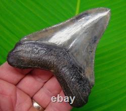 MEGALODON SHARK TOOTH Real Fossil 3.95 XL Super Serrated BIG MEG
