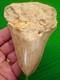 Megalodon Shark Tooth Real Fossil 4.84 In Matrix No Restorations