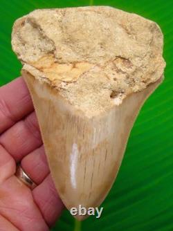 MEGALODON SHARK TOOTH Real Fossil 4.84 in Matrix No Restorations